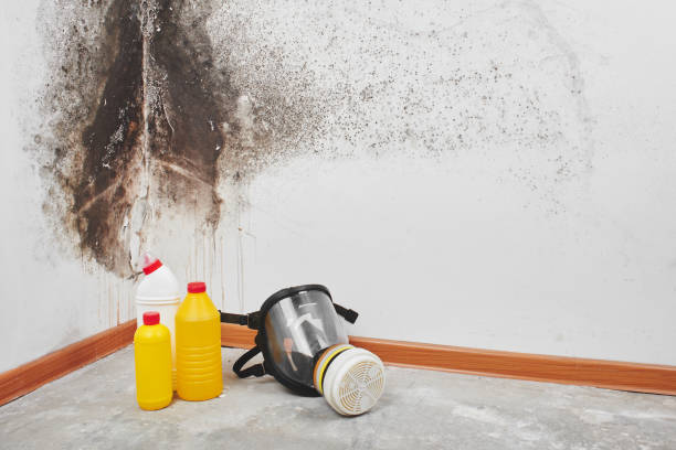 Best Emergency Mold Removal  in Ruskin, FL