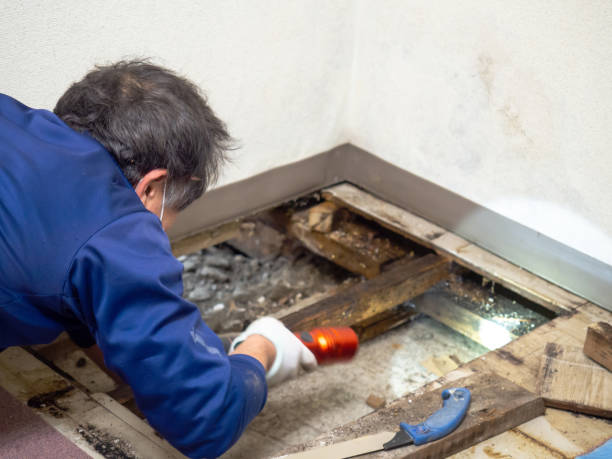 Best Toxic Mold Removal  in Ruskin, FL
