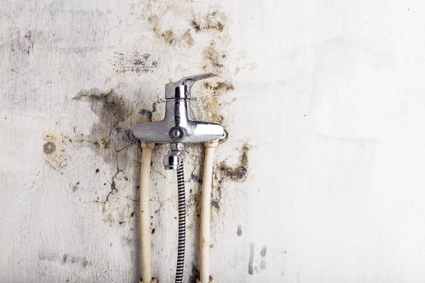 Best Mold Testing  in Ruskin, FL