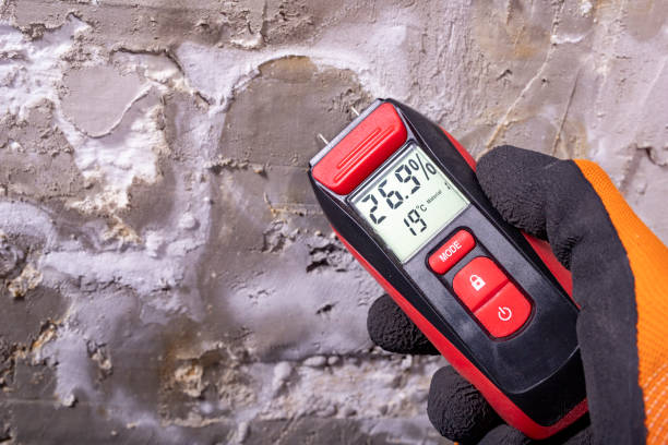 Best Certified Mold Removal  in Ruskin, FL
