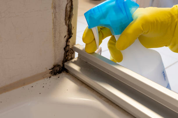 Best Crawl Space Mold Removal  in Ruskin, FL