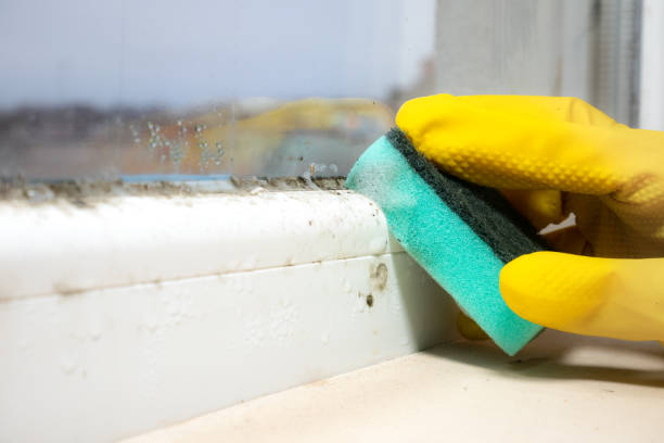 Best Office Mold Removal Services  in Ruskin, FL