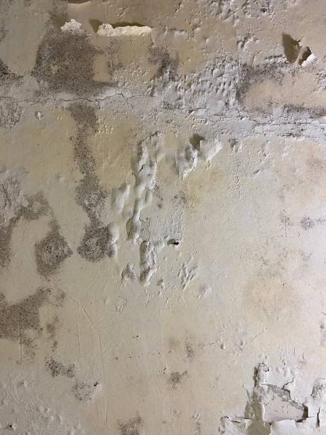 Best Black Mold Removal  in Ruskin, FL