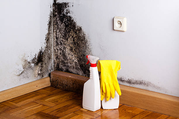 Best Attic Mold Removal  in Ruskin, FL
