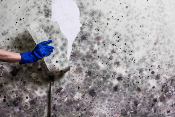 Best Mold Removal Company Near Me  in Ruskin, FL